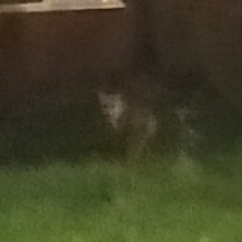 Vulpes vulpes crucigera