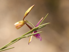 Polygala refracta