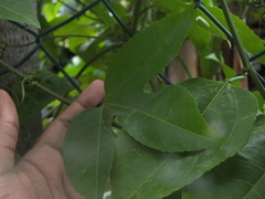 Passiflora edulis
