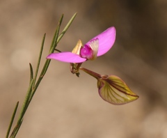Polygala refracta