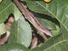 Anolis lineatopus