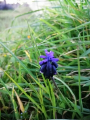 Muscari