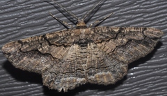 Nychiodes hispanica