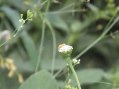 Pentatomomorpha