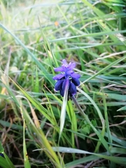 Muscari
