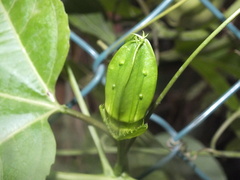 Passiflora edulis
