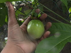 Passiflora edulis