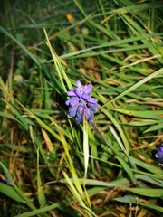 Muscari