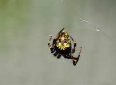 Araneus