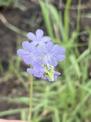Buchnera longespicata