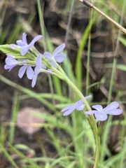 Buchnera longespicata