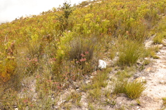 Erica densifolia