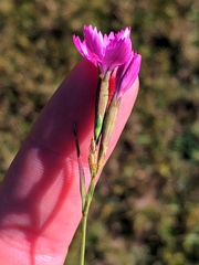 Dianthus deltoides