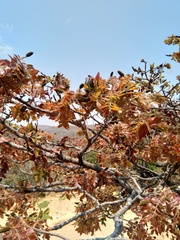 Brachystegia spiciformis