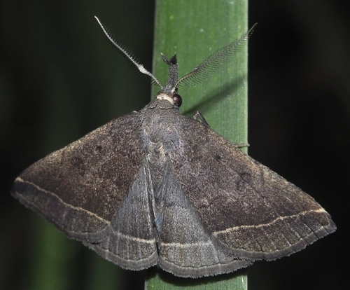 Plumed Fan-foot