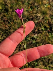 Dianthus deltoides