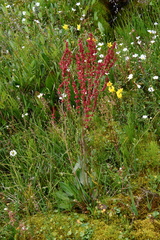 Rumex thyrsiflorus