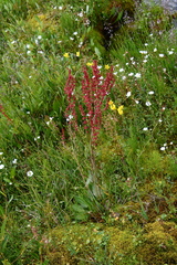 Rumex thyrsiflorus