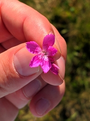 Dianthus deltoides