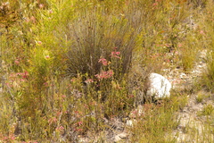 Erica densifolia