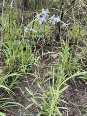 Buchnera longespicata