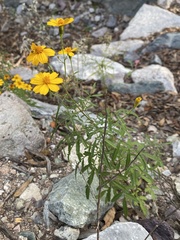 Tagetes lemmonii