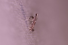 Leucospilapteryx venustella