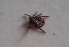 Rhipicephalus sanguineus