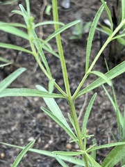 Buchnera longespicata