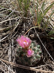 Pediocactus simpsonii