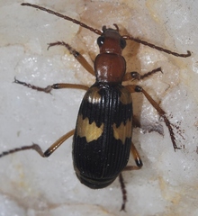 Pheropsophus hispanicus