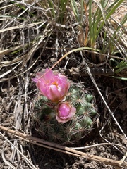 Pediocactus simpsonii