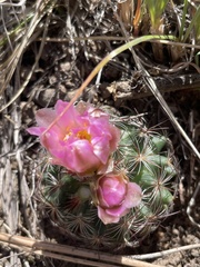 Pediocactus simpsonii