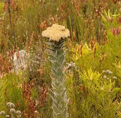 Syncarpha milleflora