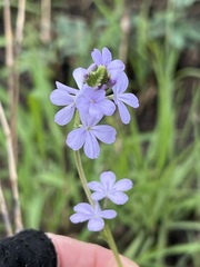 Buchnera longespicata