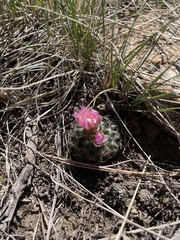 Pediocactus simpsonii