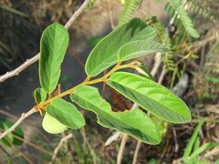 Annona