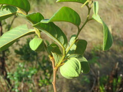 Annona