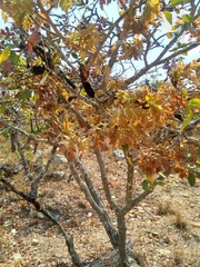 Brachystegia spiciformis