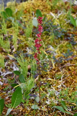 Rumex acetosa pseudoxyria