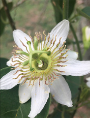 Passifloraceae