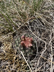 Pediocactus simpsonii