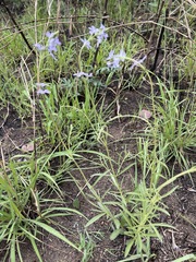 Buchnera longespicata