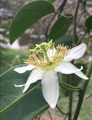 Passifloraceae