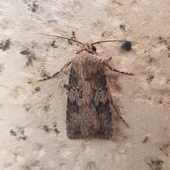 Agrotis catalaunensis
