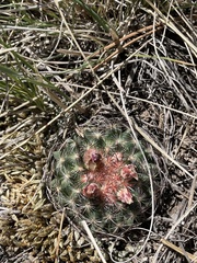 Pediocactus simpsonii