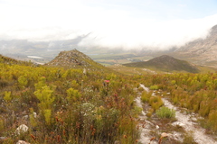 Syncarpha milleflora