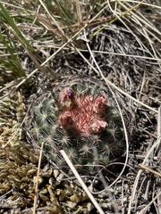 Pediocactus simpsonii