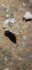 Loboptera decipiens