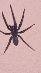 Segestria florentina